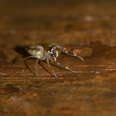 Tauala lepidus