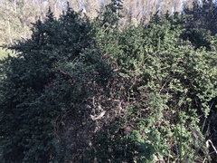 Ceanothus impressus nipomensis