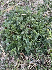 Matricaria discoidea