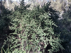 Ceanothus impressus nipomensis