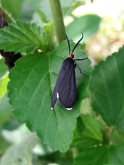 Ctenucha rubriceps