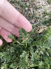 Matricaria discoidea