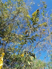 Erythrostemon mexicanus