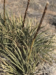 Agave schottii schottii
