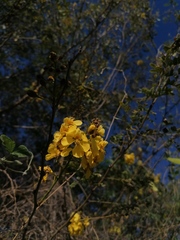 Erythrostemon mexicanus