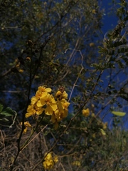 Erythrostemon mexicanus