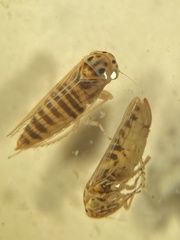 Austroagallia torrida