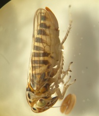 Austroagallia torrida