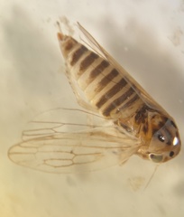 Austroagallia torrida