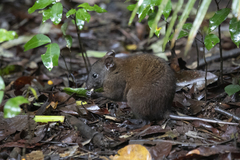 Hypsiprymnodon moschatus