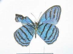 Cepheuptychia cephus