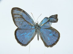 Cepheuptychia cephus