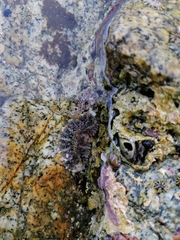 Actinostella bradleyi