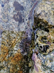 Actinostella bradleyi image