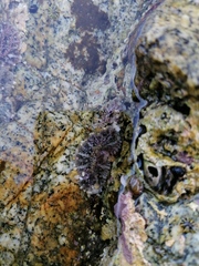 Actinostella bradleyi