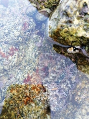 Actinostella bradleyi