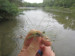 Eleocharis intermedia