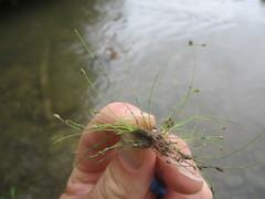 Eleocharis intermedia