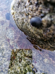 Actinostella bradleyi