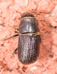 Dendroctonus terebrans