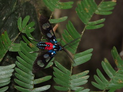 Cosmosoma regia