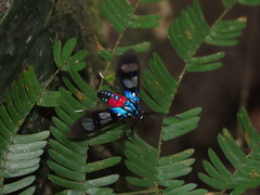 Cosmosoma regia