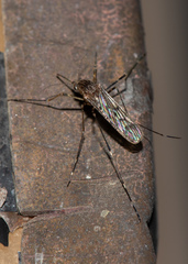 Culiseta particeps