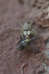 Menemerus semilimbatus