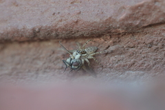 Menemerus semilimbatus