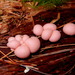Lycogala epidendrum - Photo (c) Susan Elliott, μερικά δικαιώματα διατηρούνται (CC BY-NC), uploaded by Susan Elliott