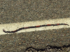 Micrurus pyrrhocryptus