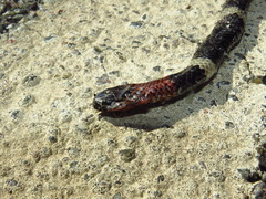 Micrurus pyrrhocryptus