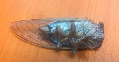 Megatibicen dealbatus