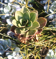 Gentianella impressinervia