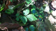 Tiarella trifoliata trifoliata