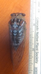 Megatibicen dealbatus