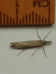 Orocrambus cyclopicus