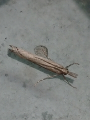 Orocrambus cyclopicus