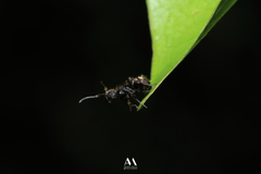 Dolichoderus bispinosus