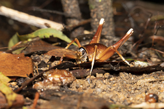 Penalva flavocalceata