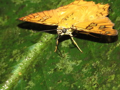 Myscelus amystis