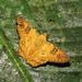 Myscelus amystis - Photo (c) Lepidoptera Colombiana, algunos derechos reservados (CC BY-NC), uploaded by Lepidoptera Colombiana