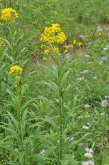 Senecio serra admirabilis