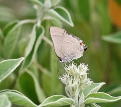 Allosmaitia strophius