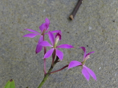 Epidendrum flexuosum