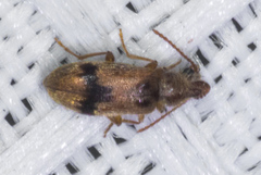 Notoxus desertus
