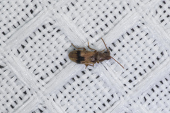 Notoxus desertus