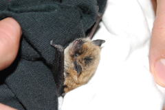 Myotis dinellii
