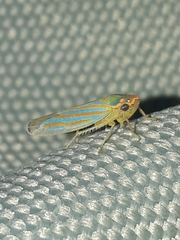 Ferrariana trivittata