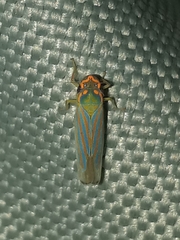Ferrariana trivittata